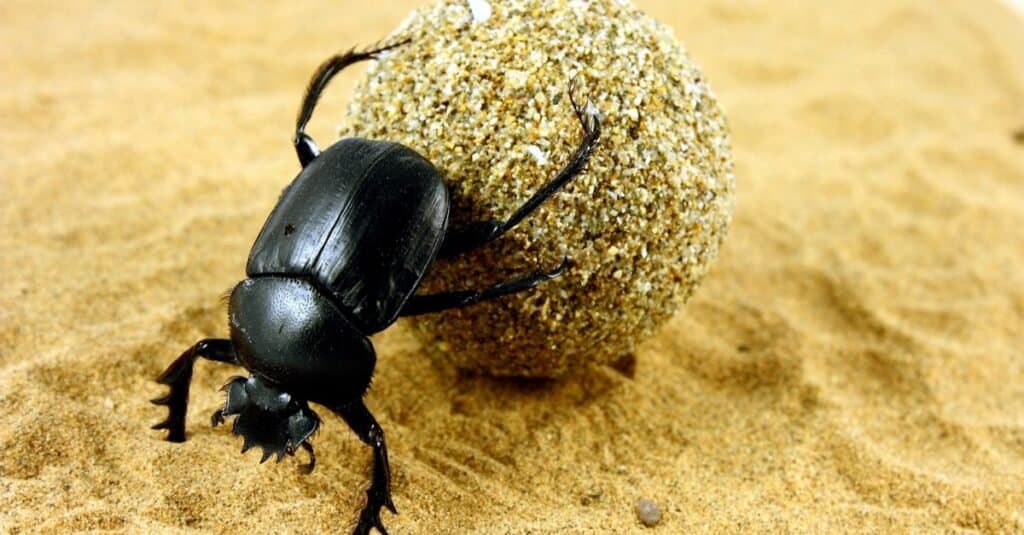 Dung Beetle poussant sa boule de fumier dans le sable.