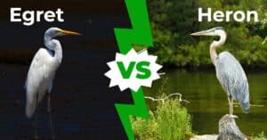 Herons vs Egrets: What’s the Difference? Picture