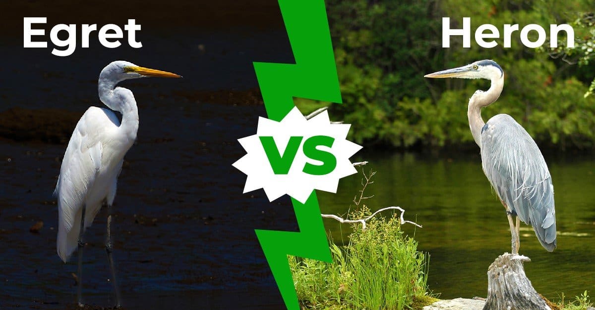 Herons vs Egrets