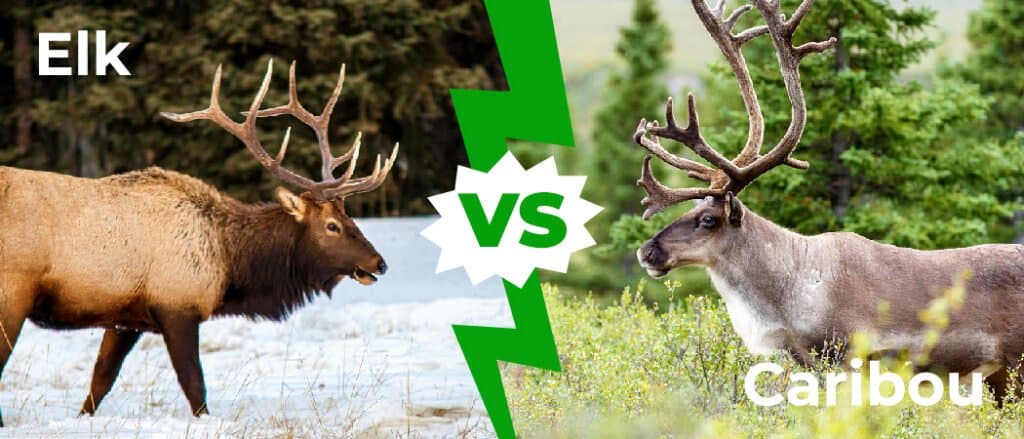 Elk Vs Reindeer - A-Z Animals