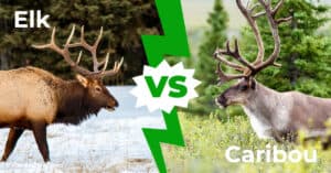 Caribou vs Elk: 8 Main Differences Explained Picture