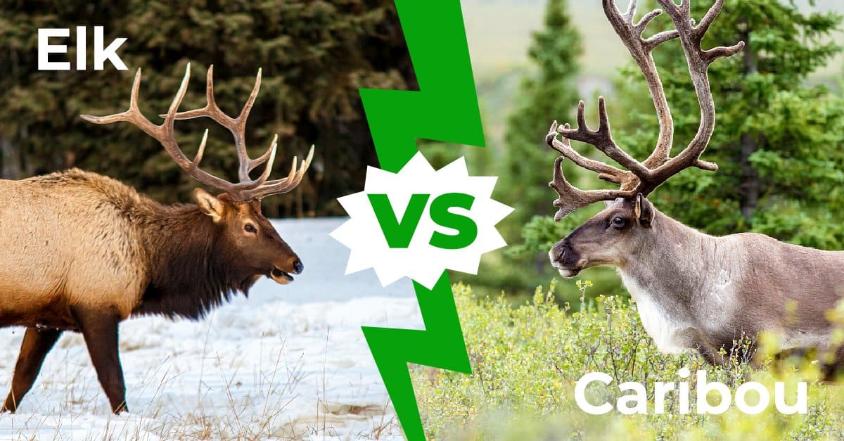 elk vs deer