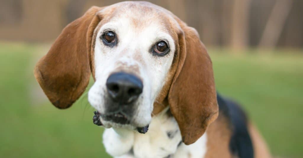English Foxhound