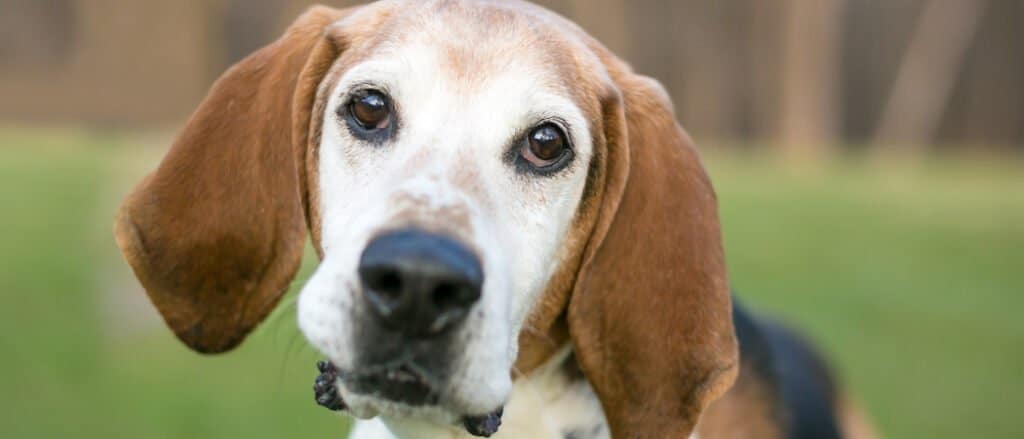English Foxhound