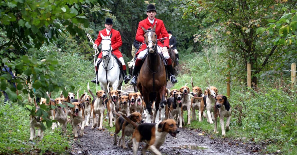 English Foxhounds Out Hunting
