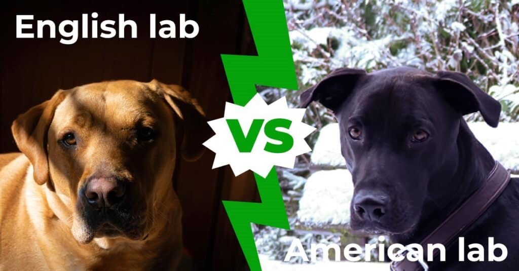 how does a english labrador differ from a labrador