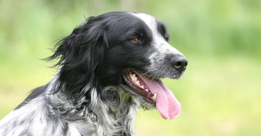English Setter close-up