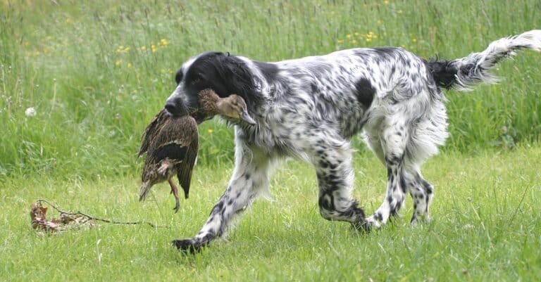 English Setter fetching during a hunt.