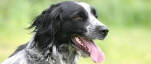 English Setter close-up