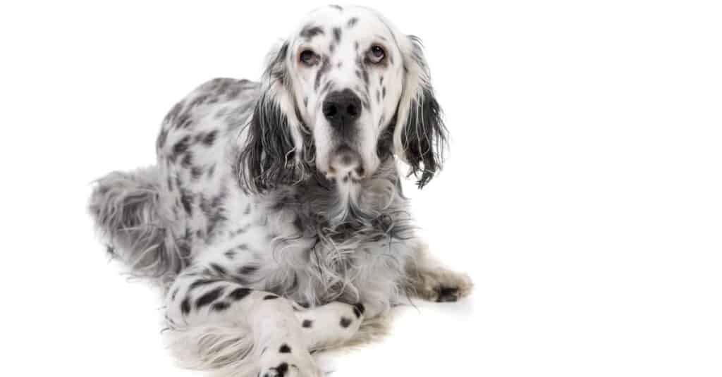 English Setter isolated on a white background.