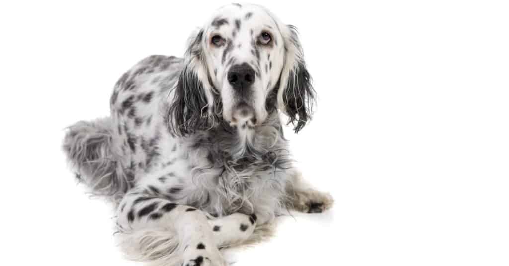 Llewellin Setter vs English Setter