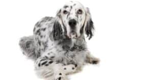 English Setter Colors: Rarest to Most Common Picture