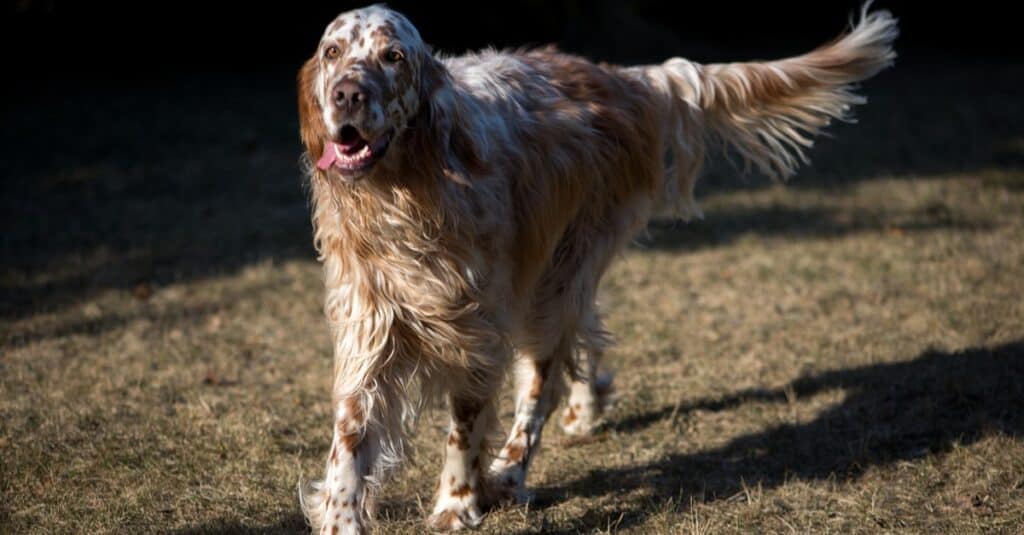 English Setter running on grass.