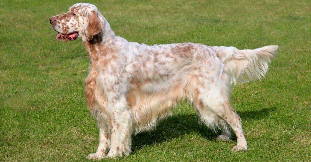 Typical English Setter on a green grass lawn.