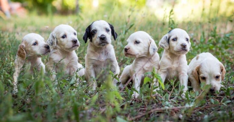 English Setter Puppies playing in the grass.