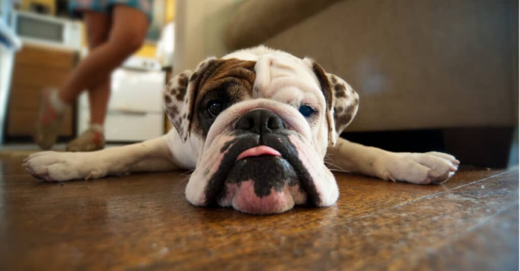 Calmest dog - bulldog laying down with its tongue out