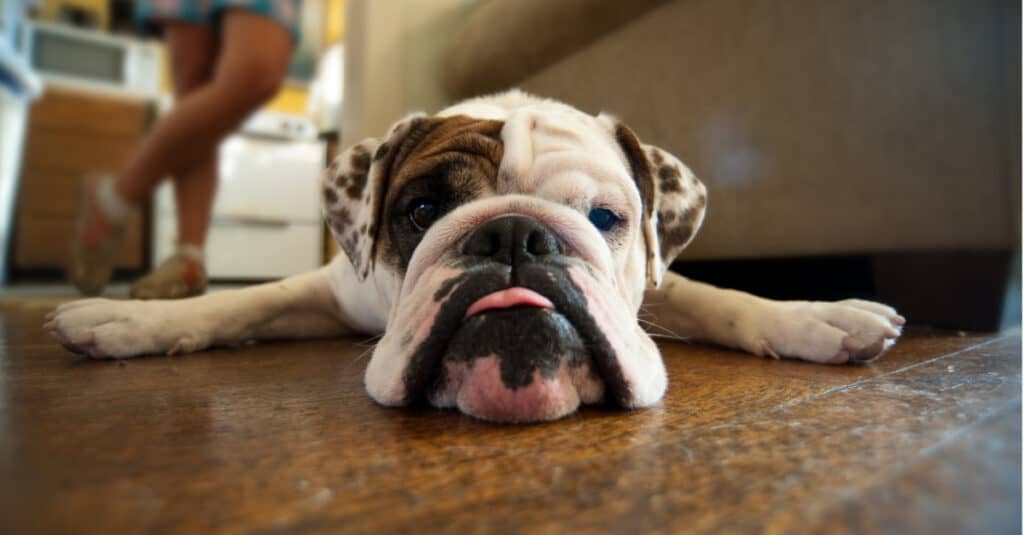 how do english bulldogs live