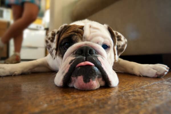 Bulldogs are friendly, docile dogs. 