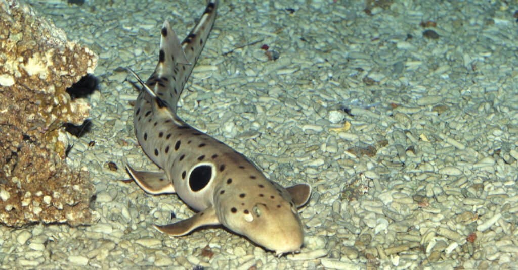 Cá Mập Đi Trên Đất - Epaulette Shark