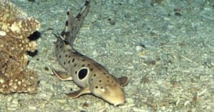 Epaulette Shark: Discover the Shark that can Walk on Land! Picture