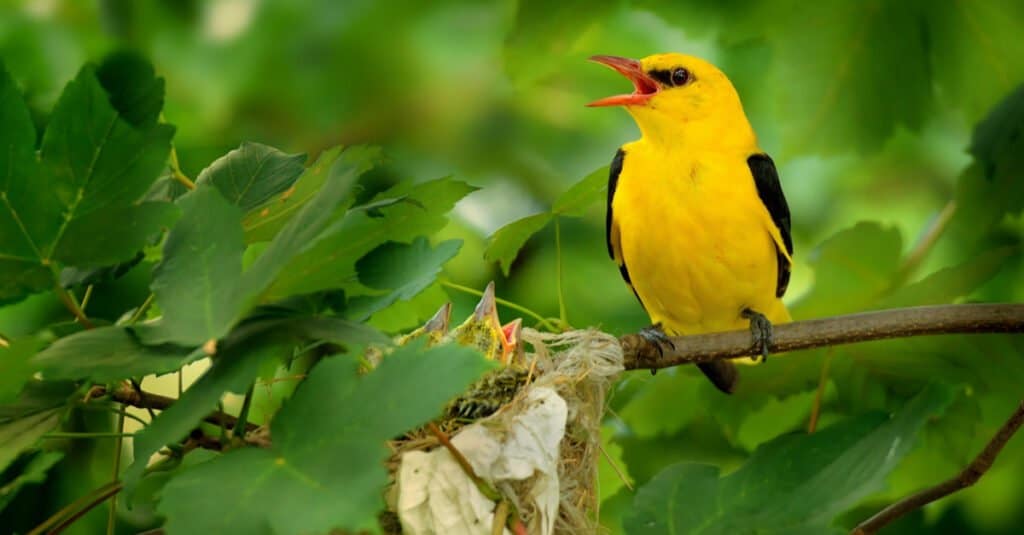 Yellow Animal – Eurasian golden oriole