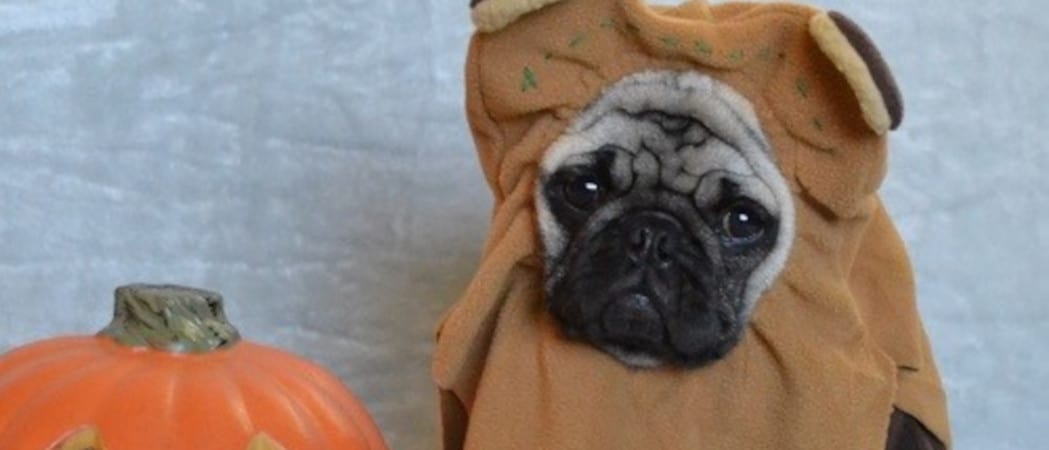 A pug wears one of the Best Ewok Dog Costumes.