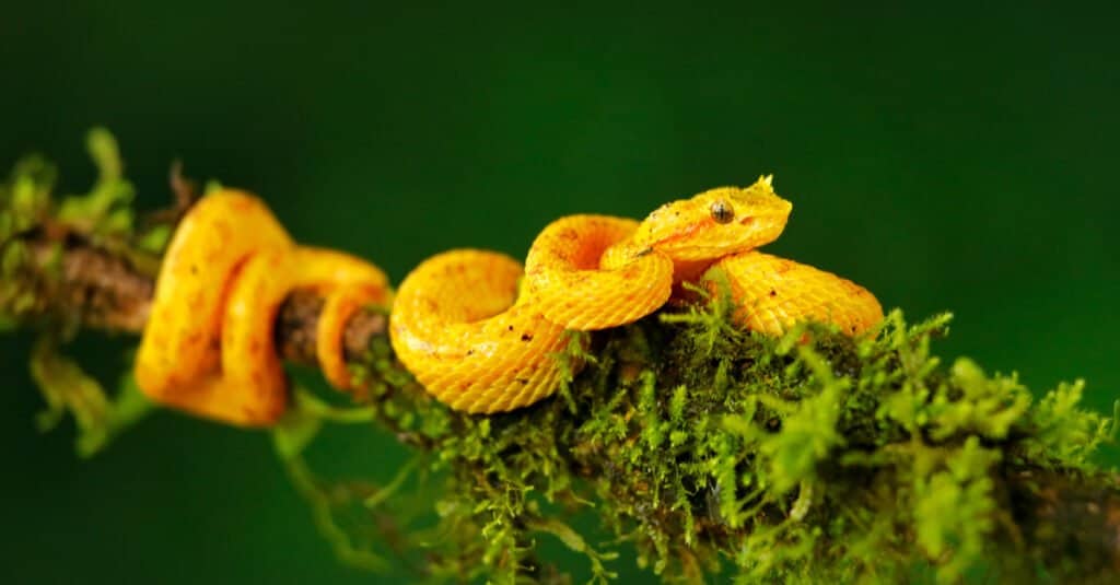 Yellow Animal – Eyelash viper