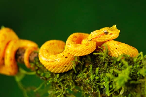 Eyelash Viper - A-Z Animals