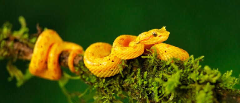 Yellow Animal – Eyelash Viper