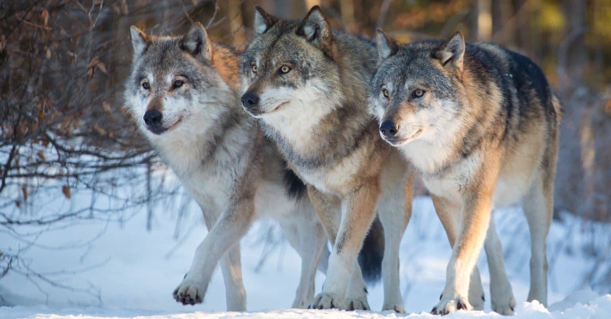 Fear of Animals The Big List IMP WORLD