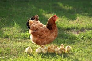 Chicken Lifespan: How Long Do Chickens Live? Picture