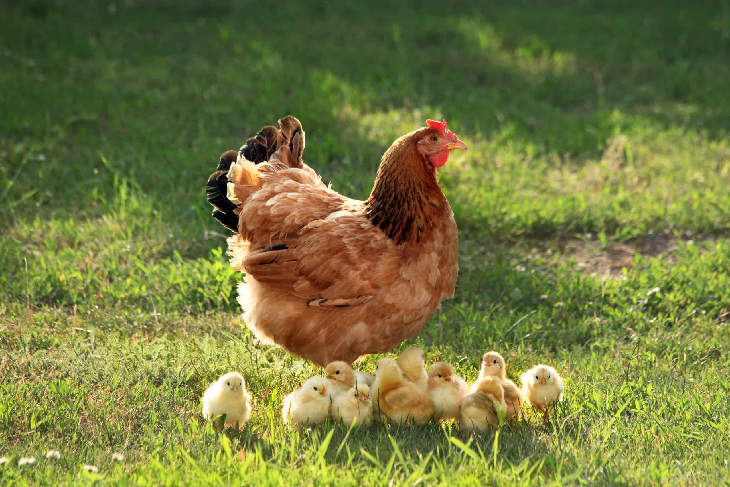 Сколько живут куры в домашних условиях. Куры свободного выгула. Фото курочек и петушков. Живые курочки на фоне природы. Курица на траве.