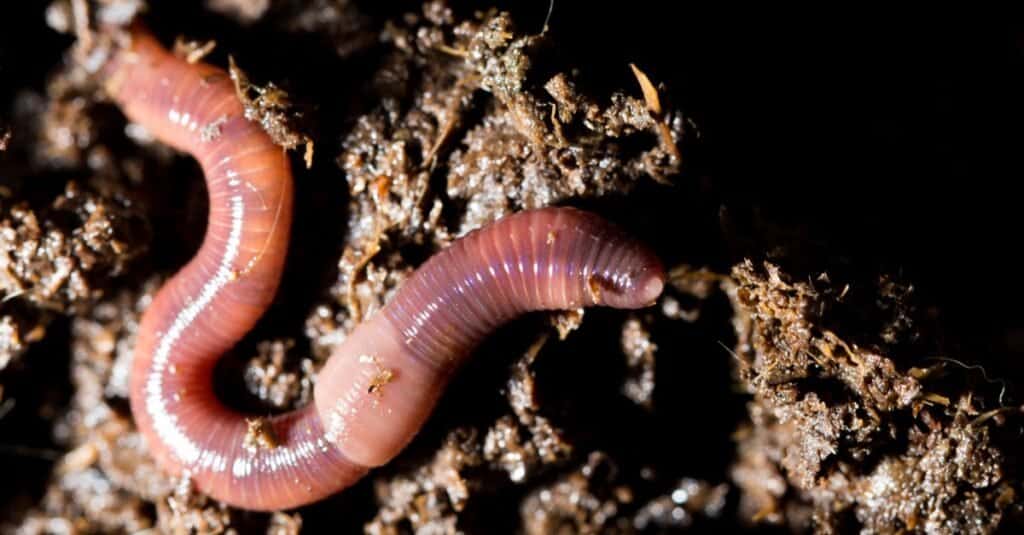 Worms can exist in freshwater, saltwater, and on land