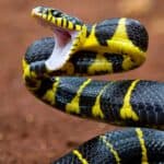 A yellow-ringed Boiga snake ready to attack. Snakes can't bite food so have to swallow it whole.