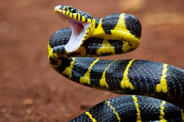A yellow-ringed Boiga snake ready to attack. Snakes can't bite food so have to swallow it whole.