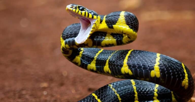 Fear of Animals: Ophidiophobia