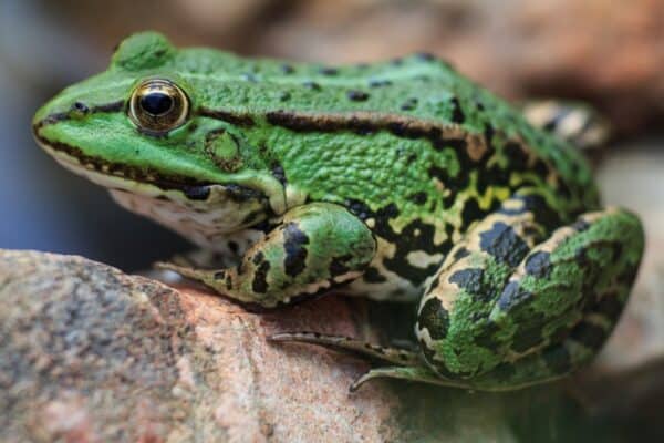 A green edible frog, also known as the Common Water Frog, sits on a stone. Edible frogs are hybrids of pool frogs and marsh frogs.