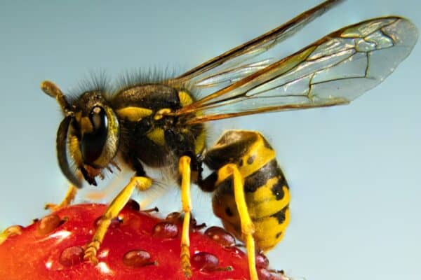 The common wasp (Vespula vulgaris) sitting on a fruit. Wasps can recognize another wasp by identifying the individual from their unique facial patterns.