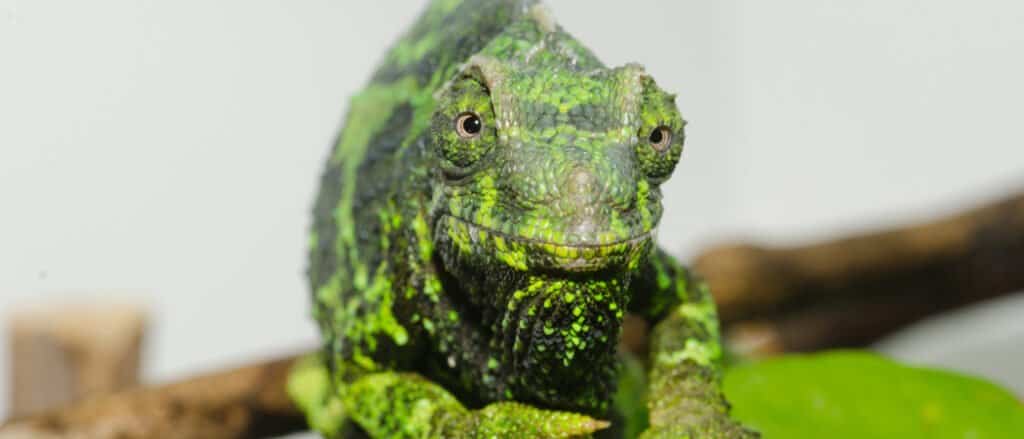 Female Jackson's Chameleon