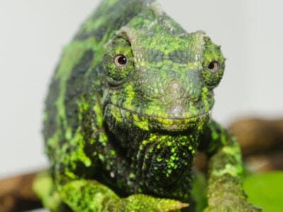 A Jackson's Chameleon