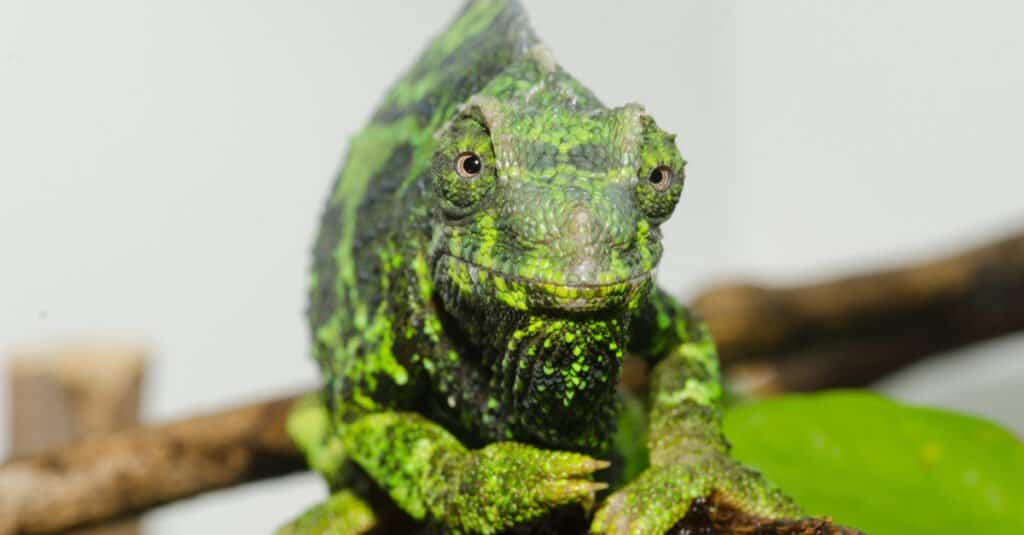 Female Yellow-Crested Jackson's Chameleon