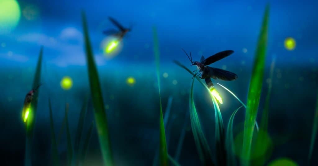 Animals that glow – Fireflies