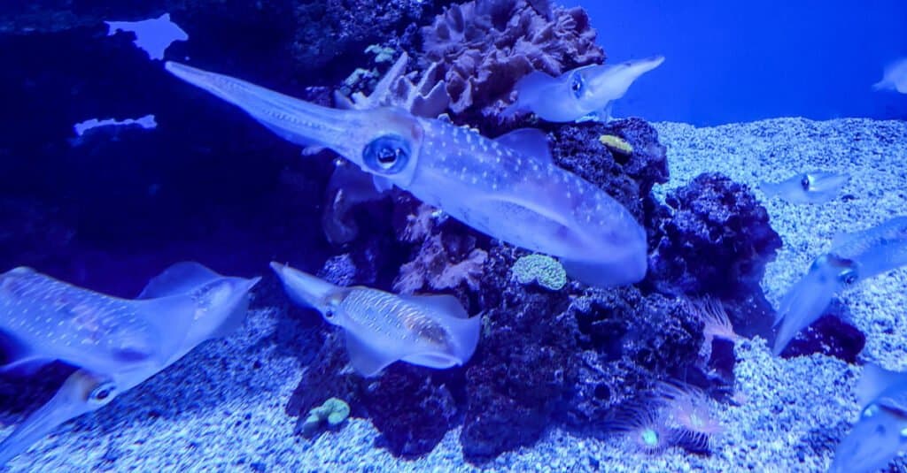 cuttlefish vs squid