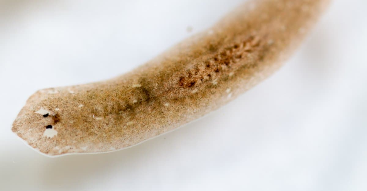 Animals that don't poop – flatworm