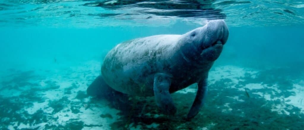 Manatees in Florida face dangers from humans