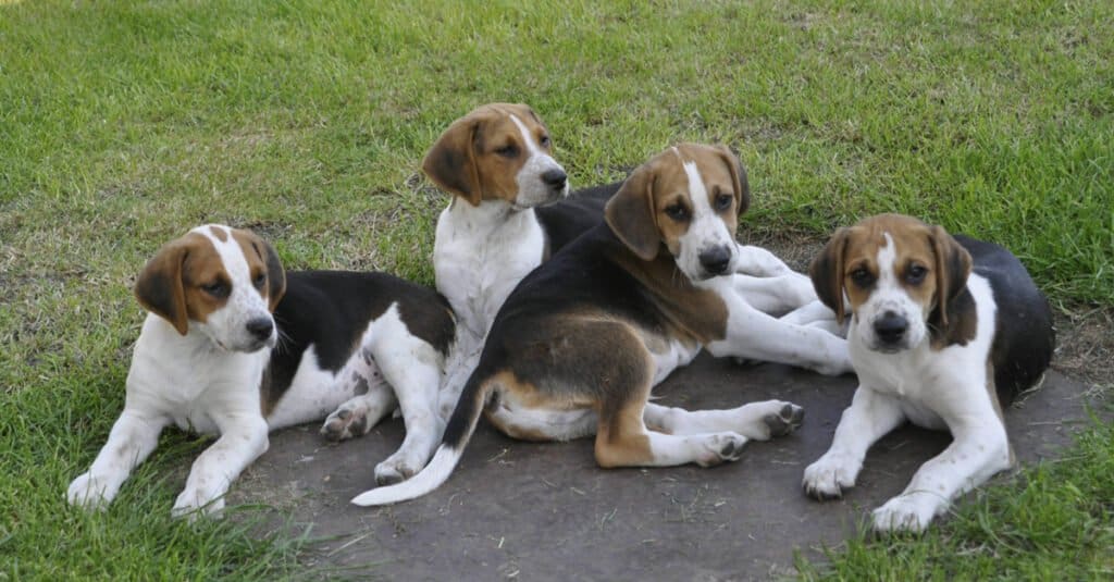 Four English Foxhound Puppies