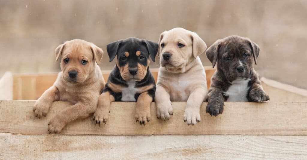 Four American Staffordshire puppies