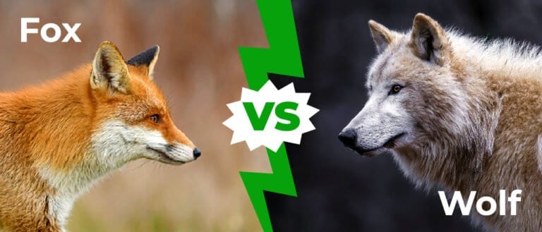 Fox vs Wolf