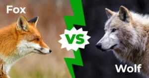 Fox vs Wolf: The Top 4 Differences of the Grey and Red Canids of the Northern Hemisphere Picture