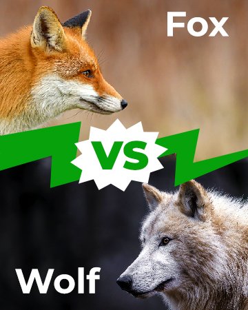 Fox vs Wolf